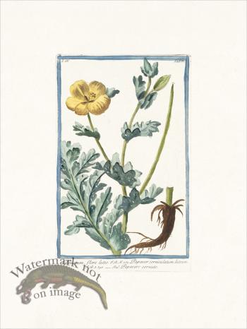 Bonelli 387 horned poppy flower